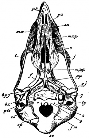 Skull of accipiter nisus.jpg