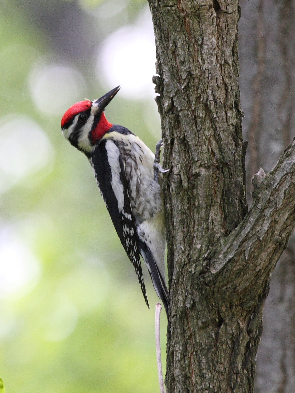 Yellowbellied sapsucker  Wikipedia