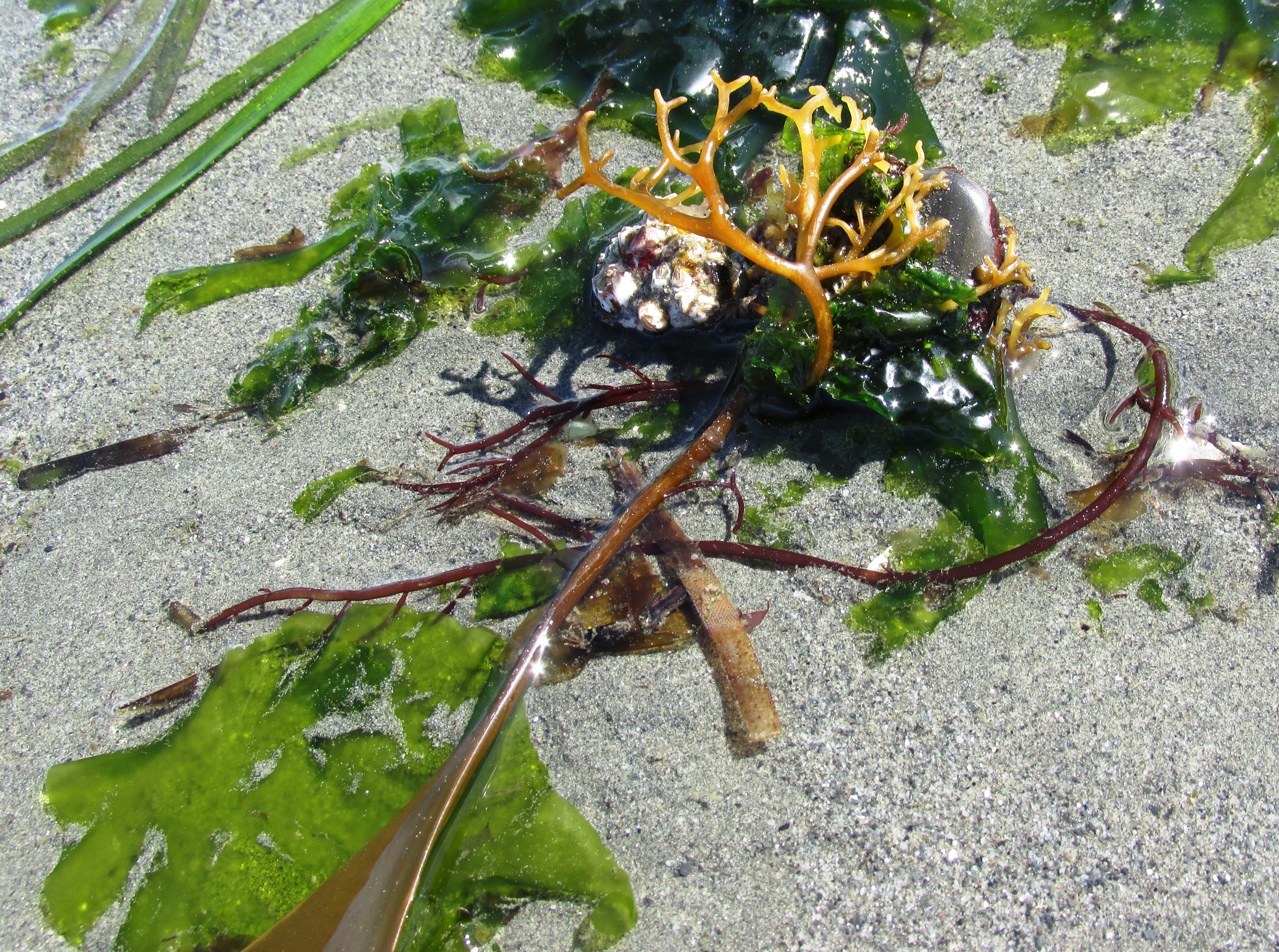 laminaria holdfast