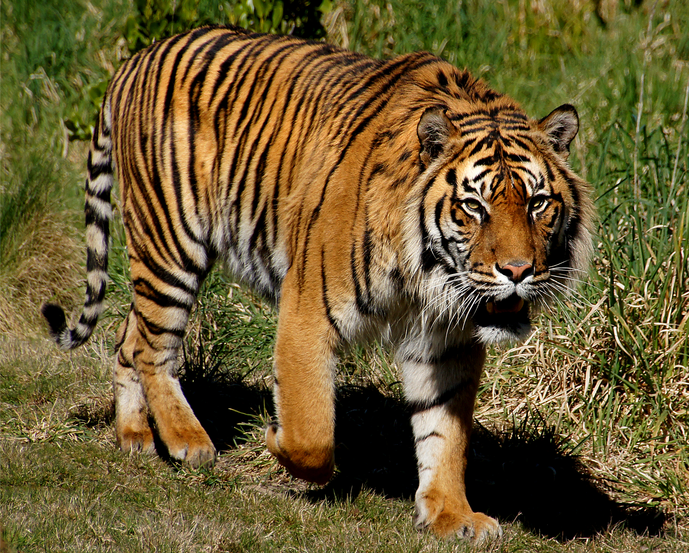 sumatran tiger vs bengal tiger