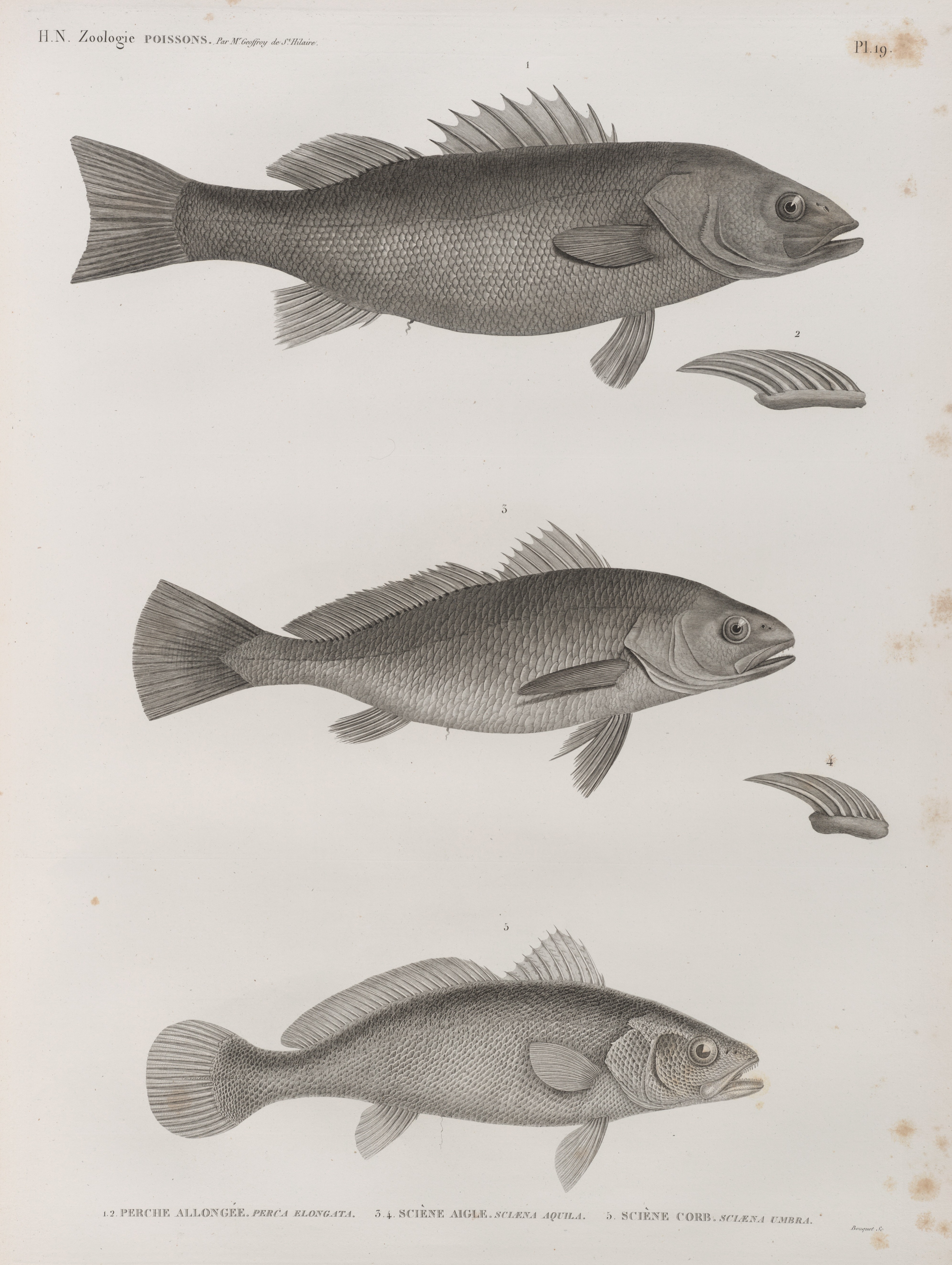 File Zoologie Poissons 1 2 Perche Allongee Perca Elongata 3 4 Sciene Aigle Sciaena Aquila 5 Sciene Corb Sciaena Umbra Nypl B Jpg Wikimedia Commons