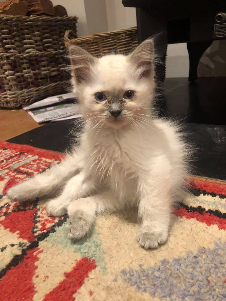 10 week old kitten