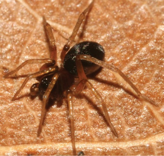 File:A juvenile Zodarion styliferum - ZooKeys-262-001-g001-A.jpeg