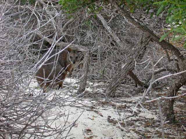 File:Abrolhos North-Island3.jpg