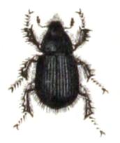 File:Aegialia.arenaria.-.calwer.22.16.jpg