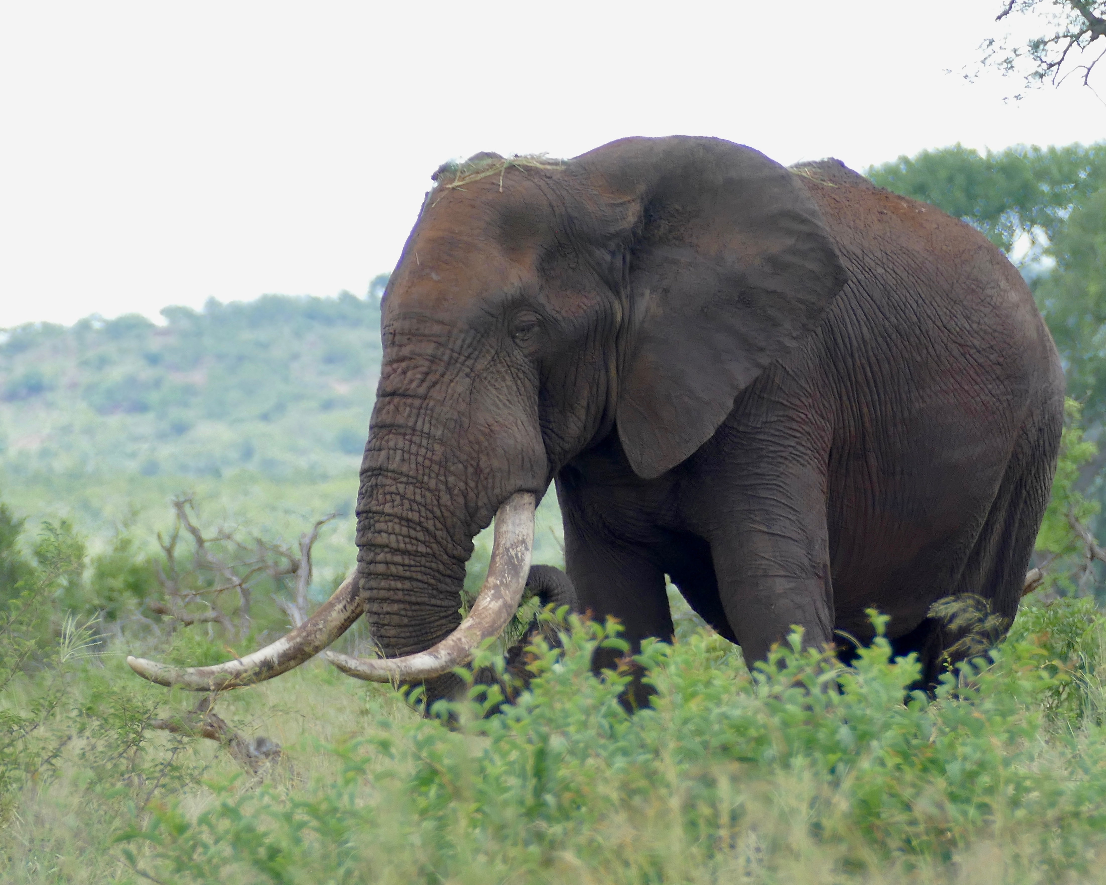 african bush elephant bull