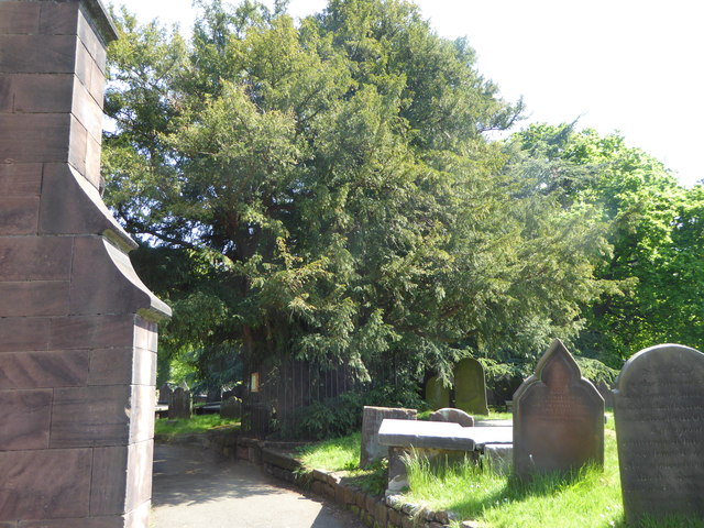 File:Ancient Yew tree, Eastham church - geograph.org.uk - 4948172.jpg