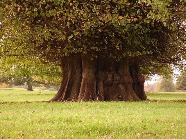 File:Ancient lime tree - geograph.org.uk - 75721.jpg