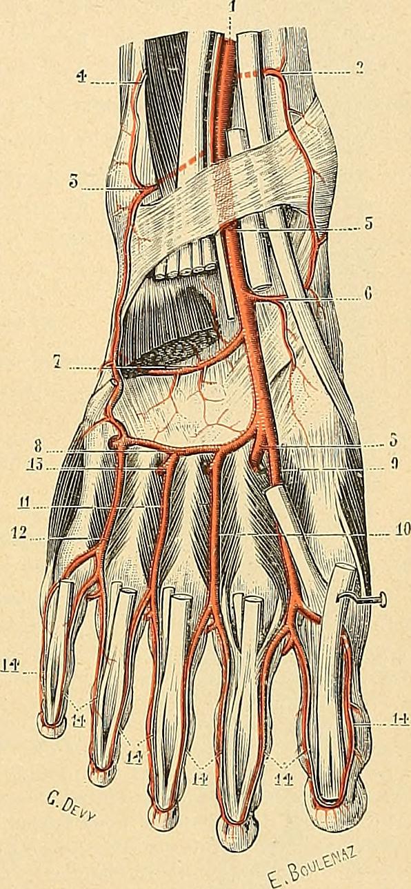 Artère dorsale du pied — Wikipédia
