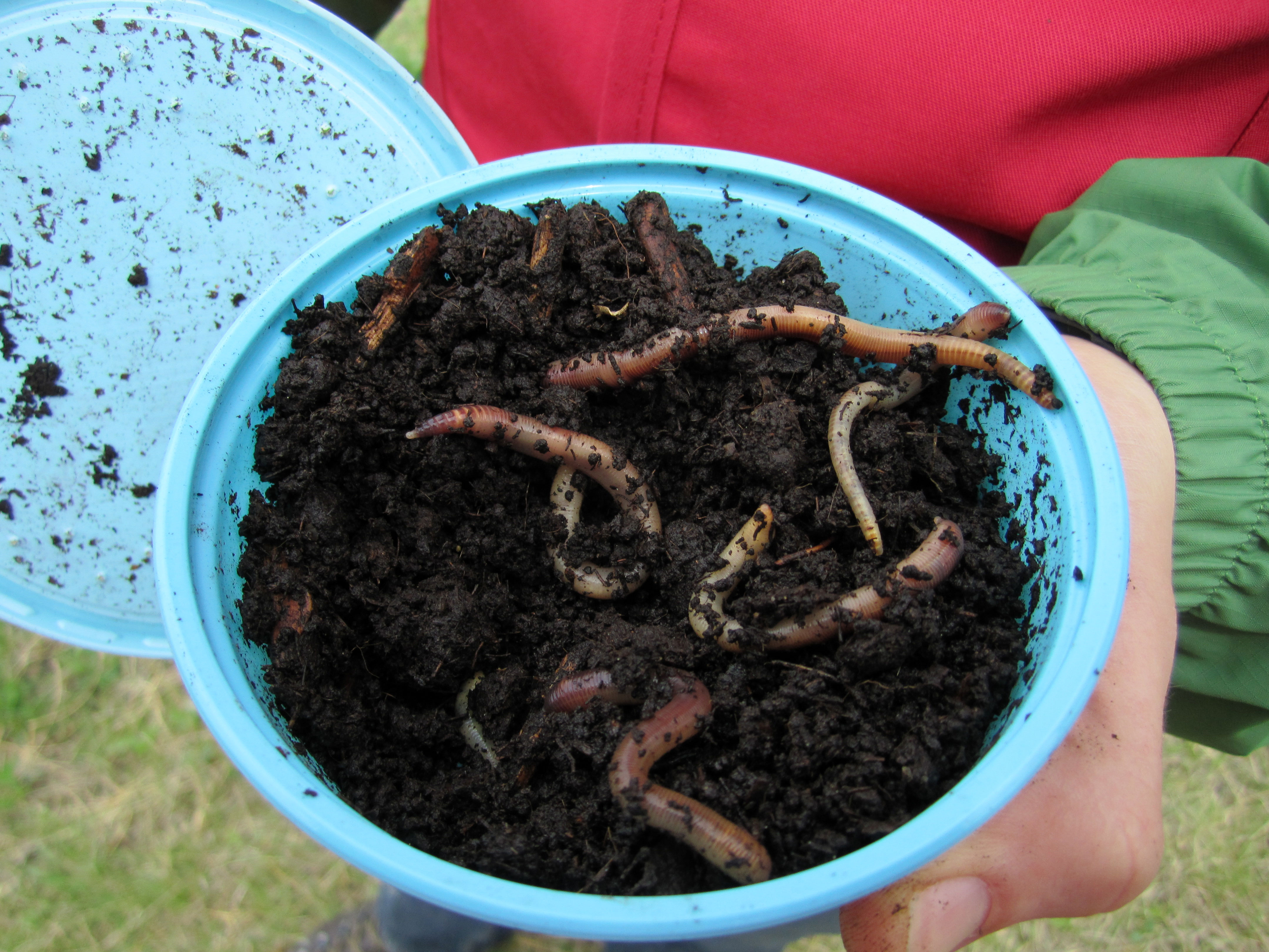 Red Wiggler - LIVE Earthworms - Trout, Fish Bait & Reptile Food Diet,  Composting