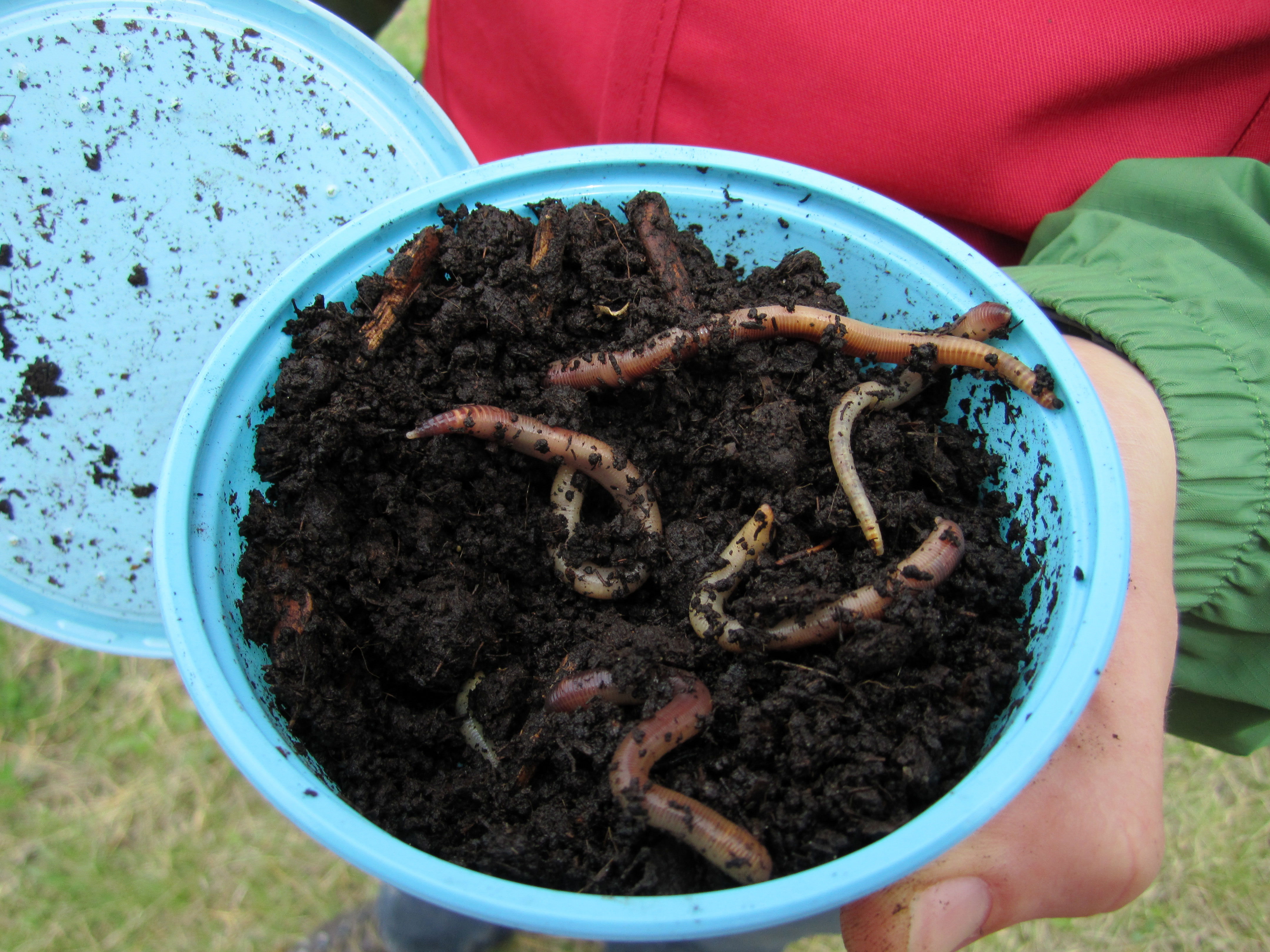 A Large Pile of Live Worms that Lies on the Ground. Fishing Bait