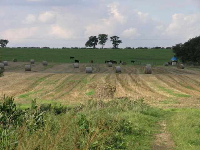 File:Bales and Cows and Trees - geograph.org.uk - 249743.jpg