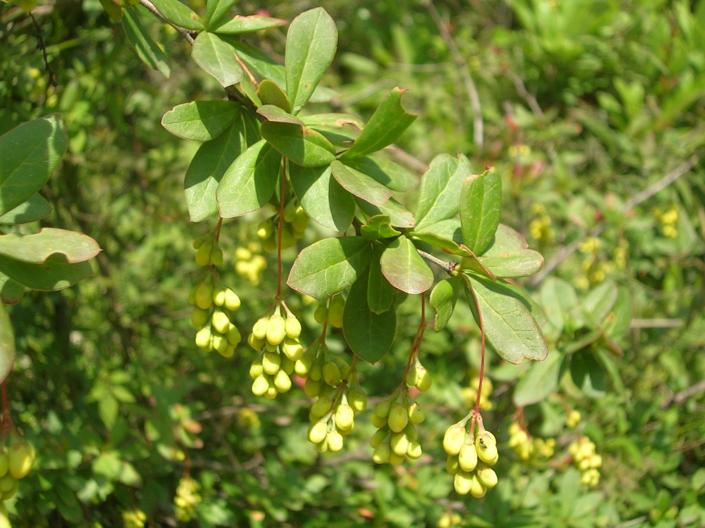 Berberis aristata - Wikipedia