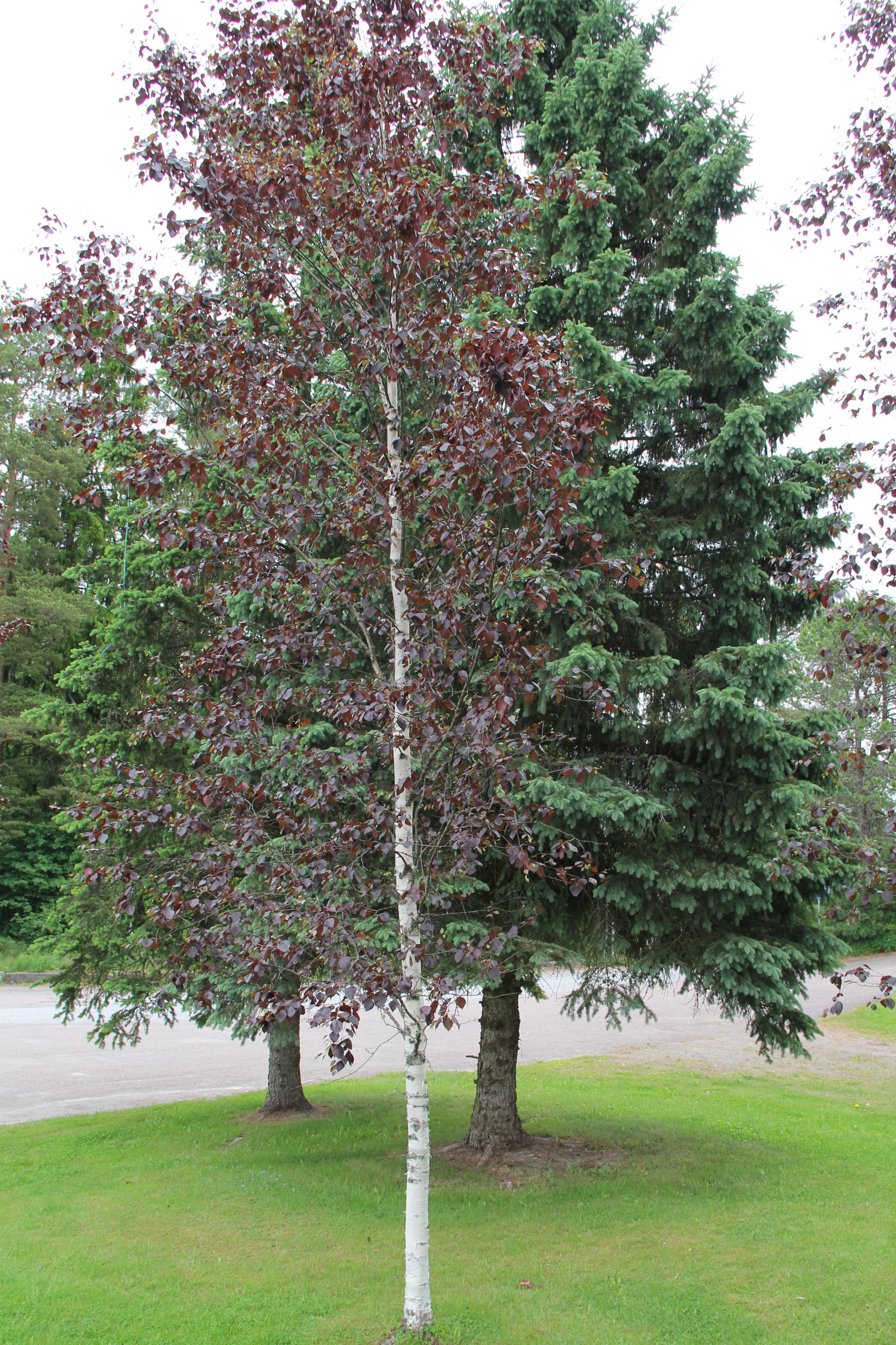 Betula pubescens - Wikipedia