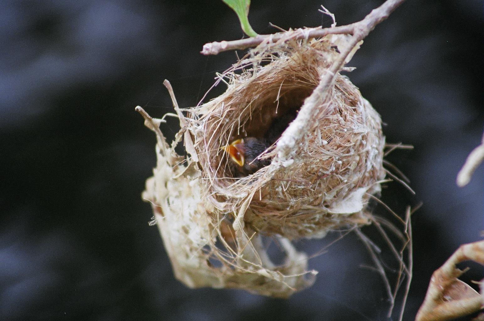 bird breeding behavior