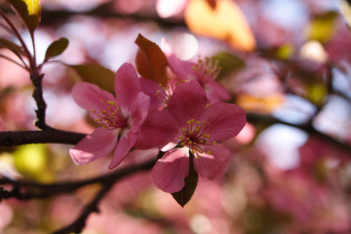 Blossom-pink-tree_-_West_Virginia_-_ForestWander.jpg