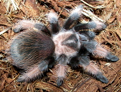 File:Brachypelma emilia 1.jpg