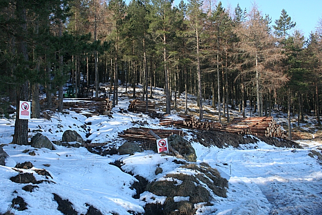 File:Braeminzion Plantation - geograph.org.uk - 1743594.jpg