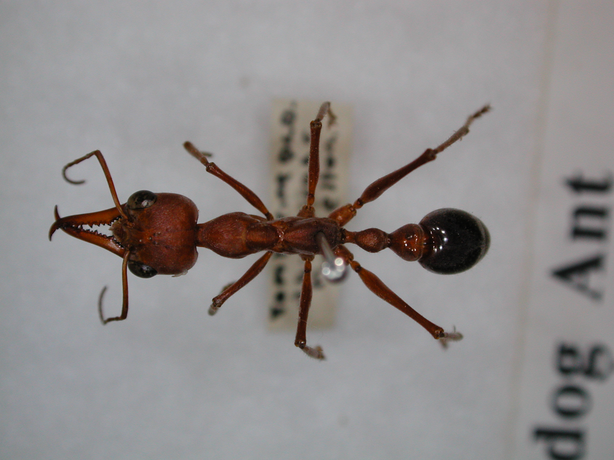 List of ants Australia - Wikipedia