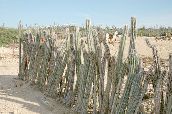 File:Cactus fence, Dutch Antilles.jpg