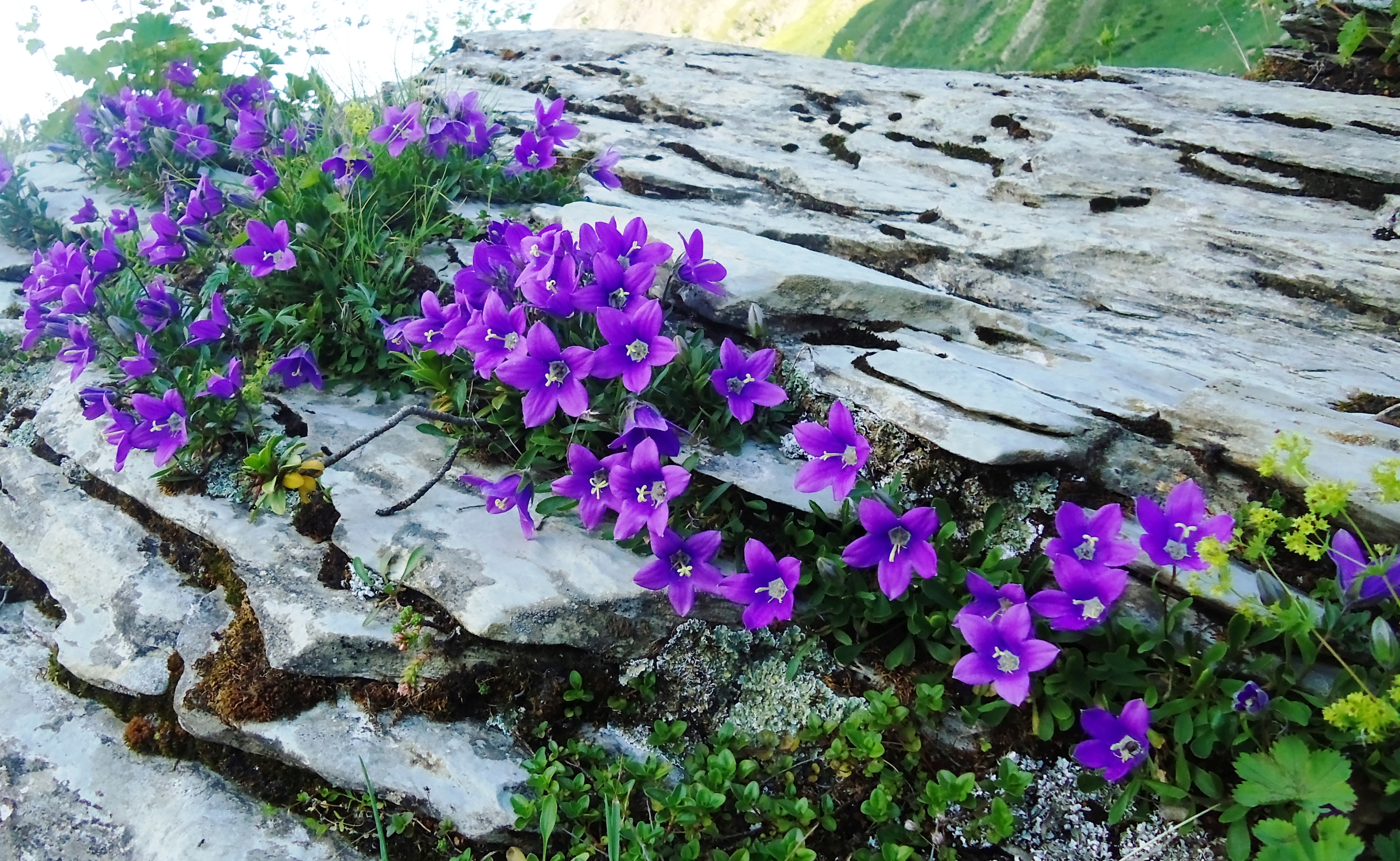 Ранние цветы весной названия и фото многолетние почвопокровные