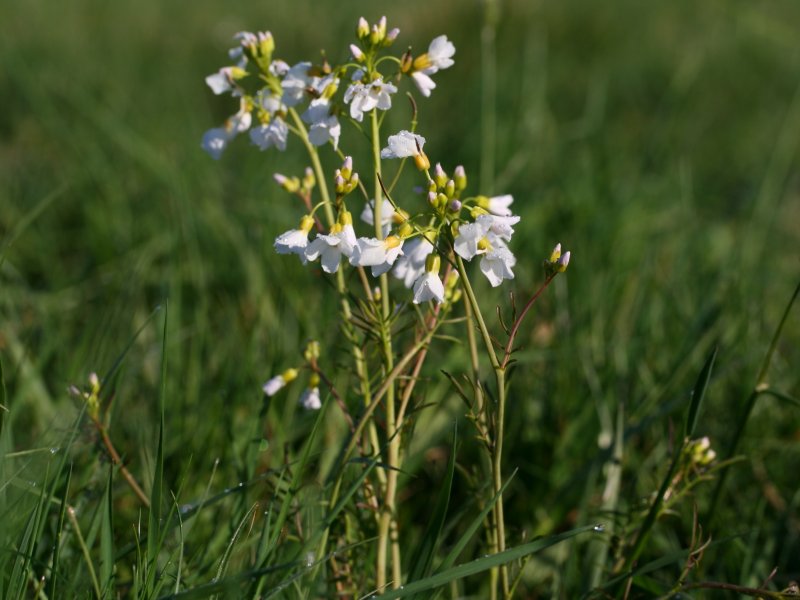 File:Cardamine pratensis.jpeg