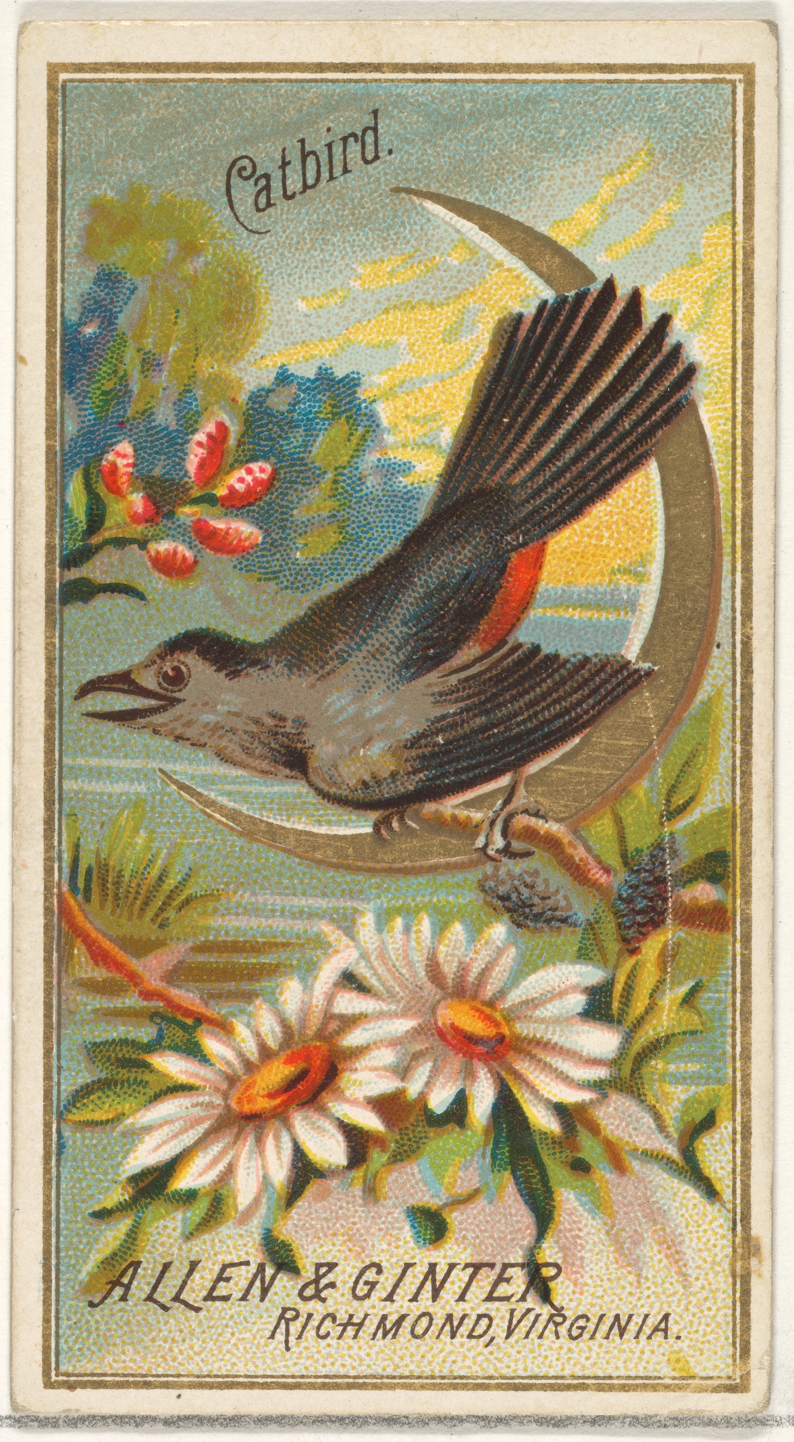 Catbird, from the Birds of America series (N4) for Allen & Ginter Cigarettes Brands MET DP828730