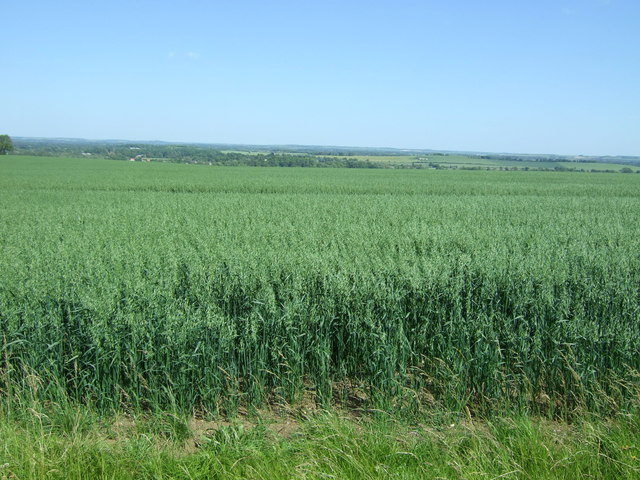 File:Cereal crop, Chapel Hill - geograph.org.uk - 5426456.jpg