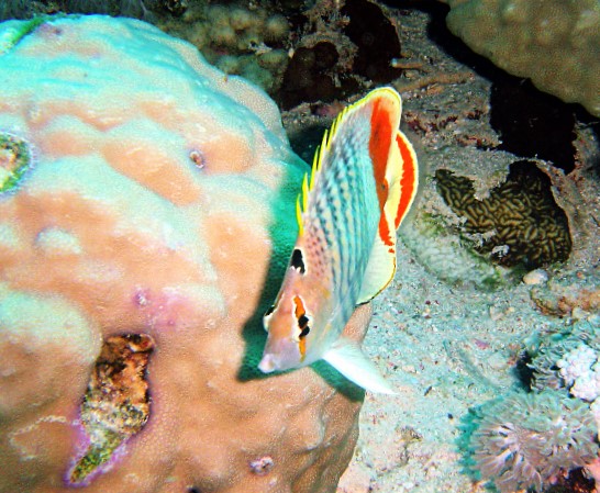 File:Chaetodon paucifasciatus, mar Rojo.jpg