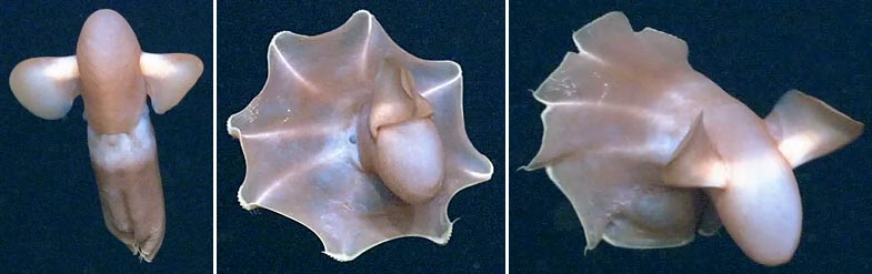 Time series showing up-and-down fin movement in an individual of the cirrate octopod Cirroteuthis muelleri