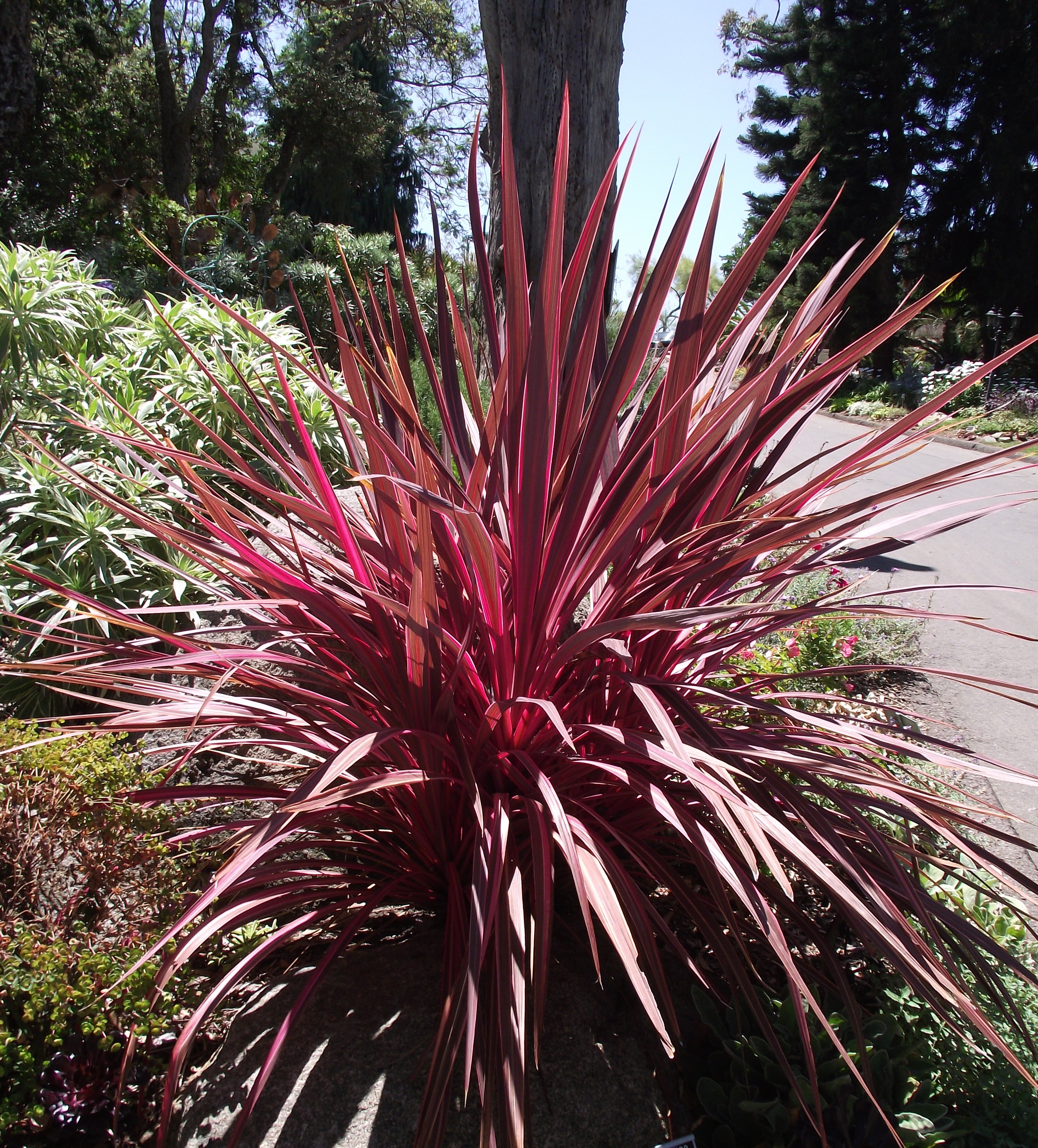 file-cordyline-electricpink-jpg-wikimedia-commons