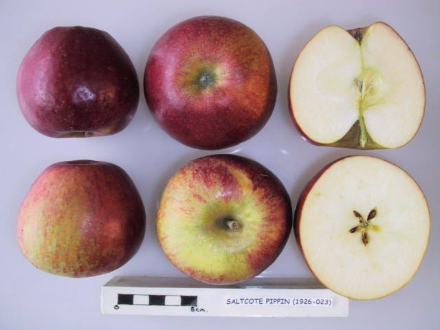 File:Cross section of Saltcote Pippin, National Fruit Collection (acc. 1926-023).jpg
