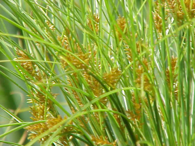 File:Cyperus papyrus5.jpg