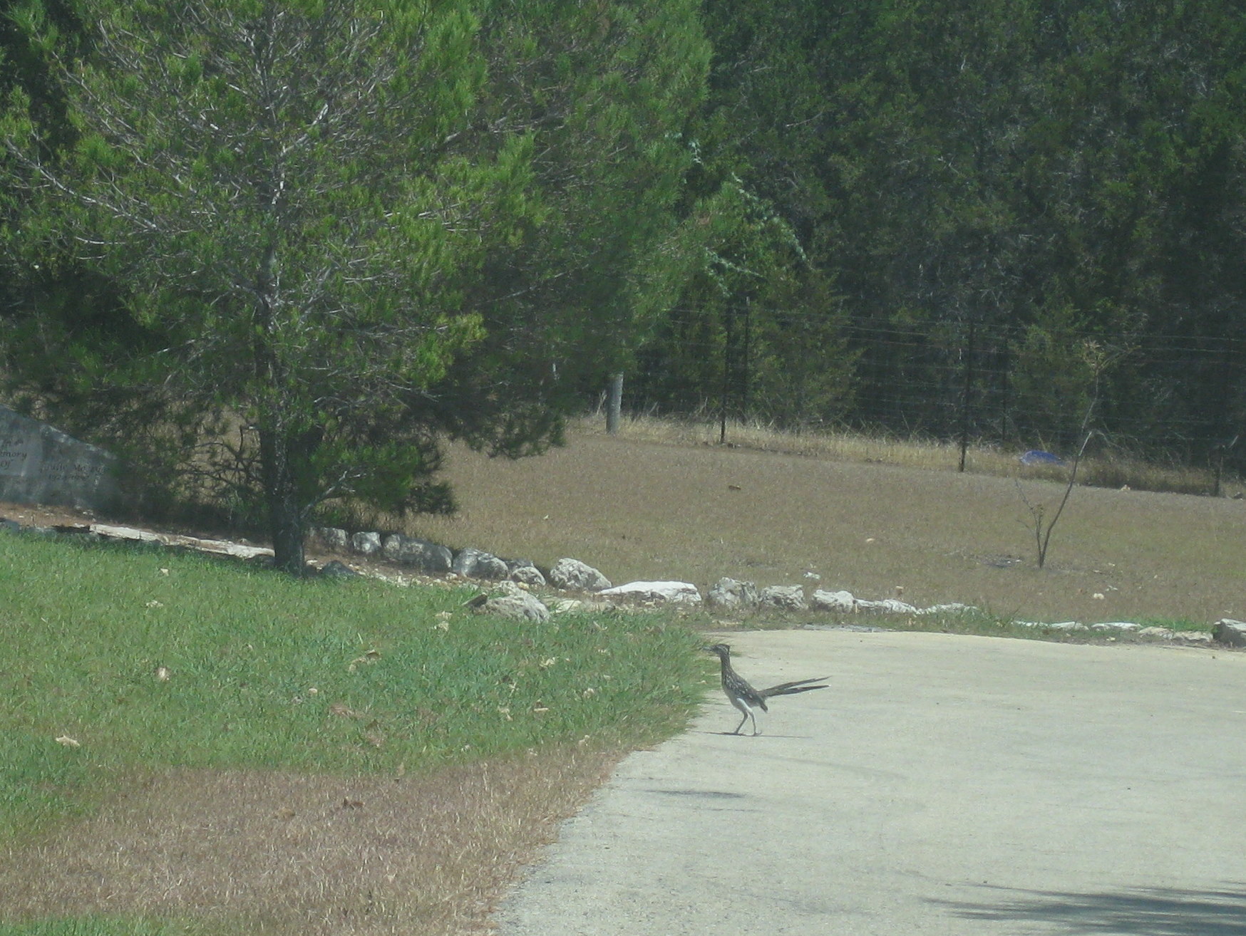 File Ding Dong Texas5 Jpg Wikimedia Commons