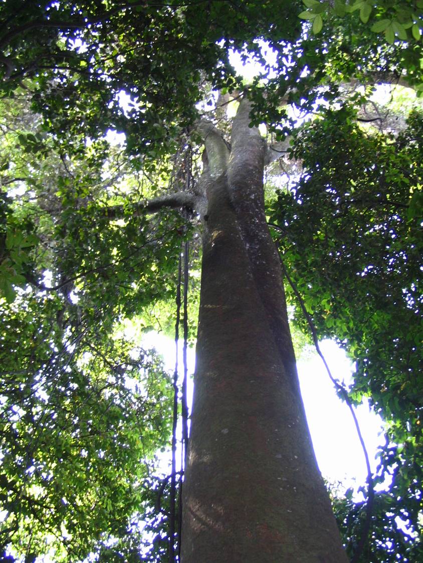  Pokok  Jelutong Wikipedia Bahasa Melayu ensiklopedia bebas