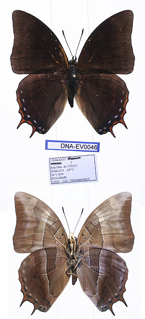 <i>Charaxes opinatus</i> Species of butterfly