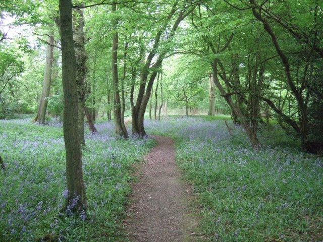 File:Edolphs Copse - geograph.org.uk - 168597.jpg