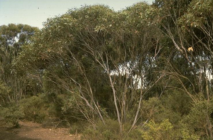 File:Eucalyptus rugosa.jpg