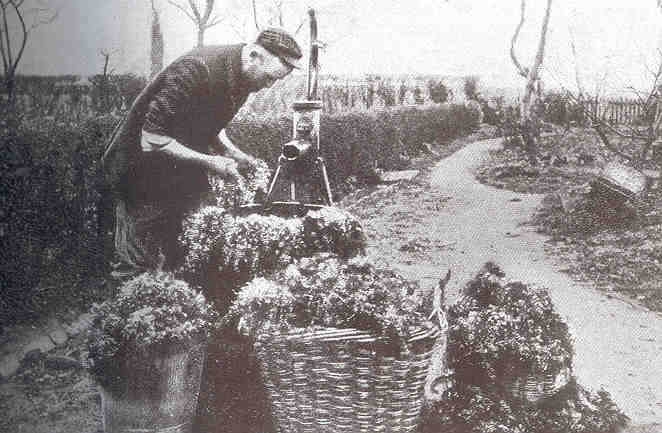 File:FMIB 34649 Cleaning Sea-Mosses or Zoophytes for Market.jpeg