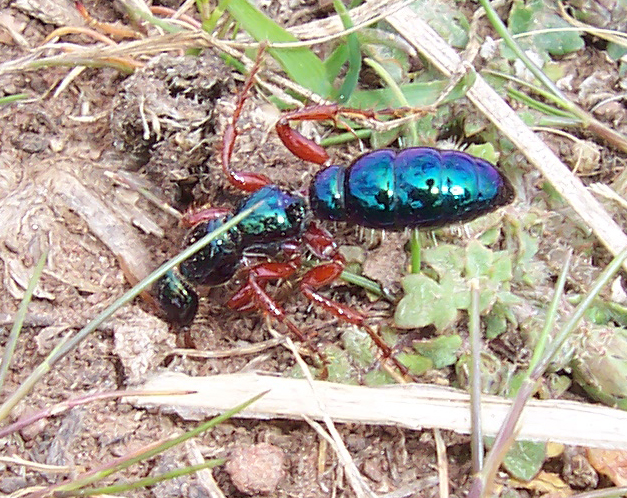 File:Female blue ant.jpg