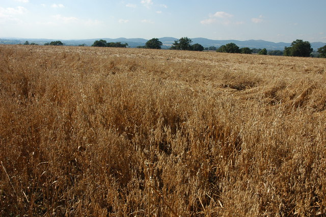 File:Field oats at Dunshill - geograph.org.uk - 565210.jpg