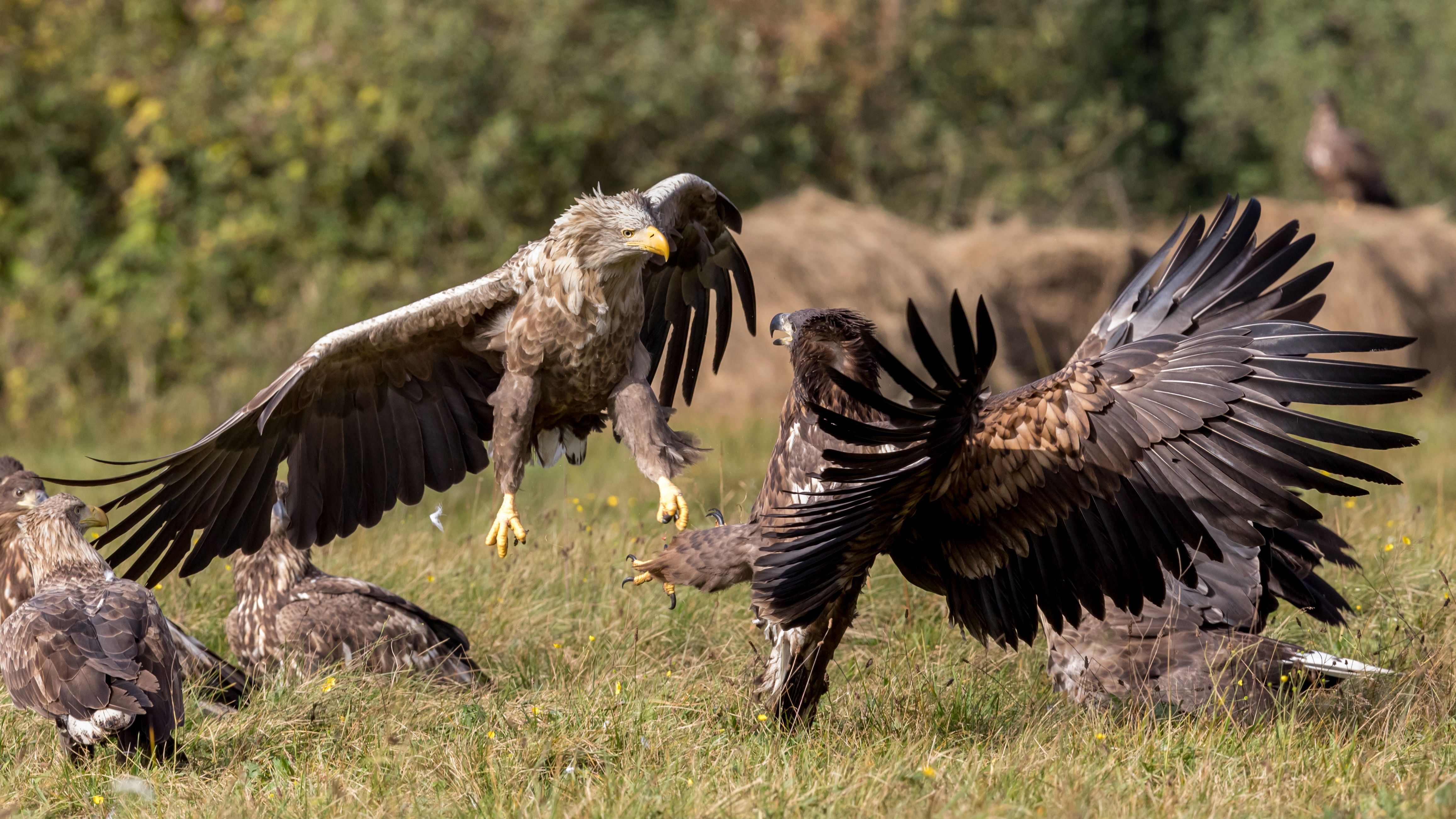 white tailed eagle