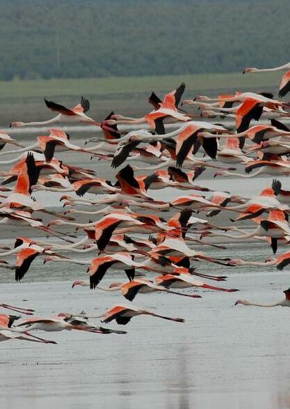 File:Flamencos Fuente de Piedra (cropped).jpg