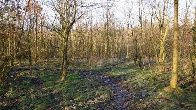 File:Footpath - geograph.org.uk - 339905.jpg