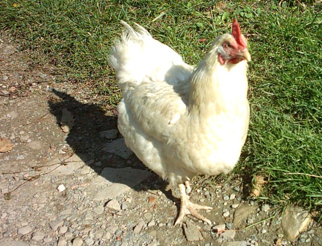 File:Gallina bianca.jpg