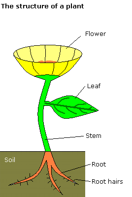 File:Gcsebiolplant.GIF