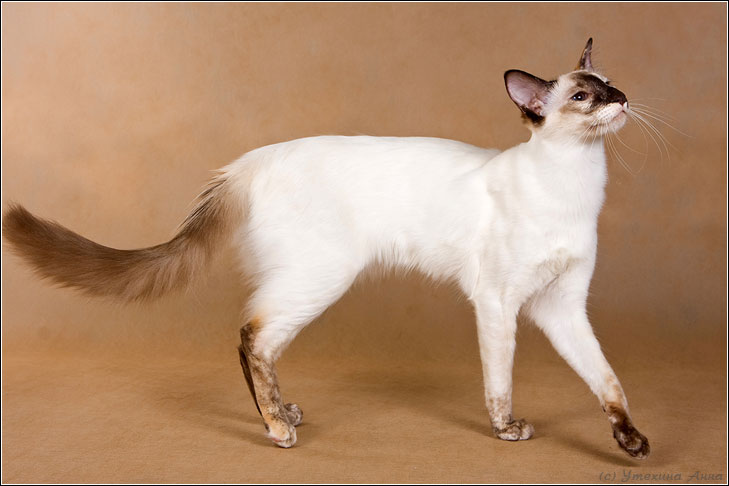 Балинезийская кошка — Википедия
