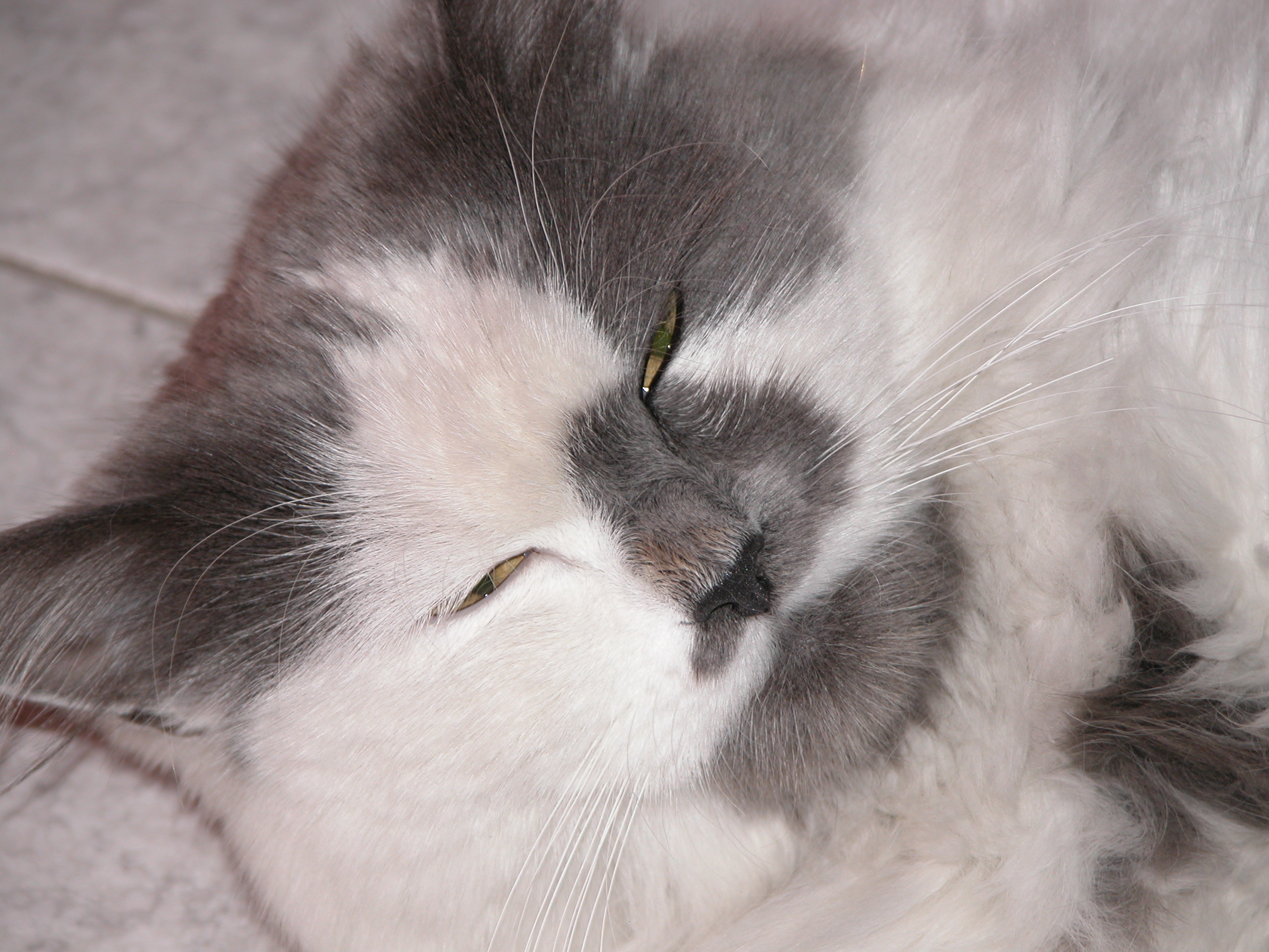 File Gray and white cat eyes half closed.JPG Wikimedia Commons