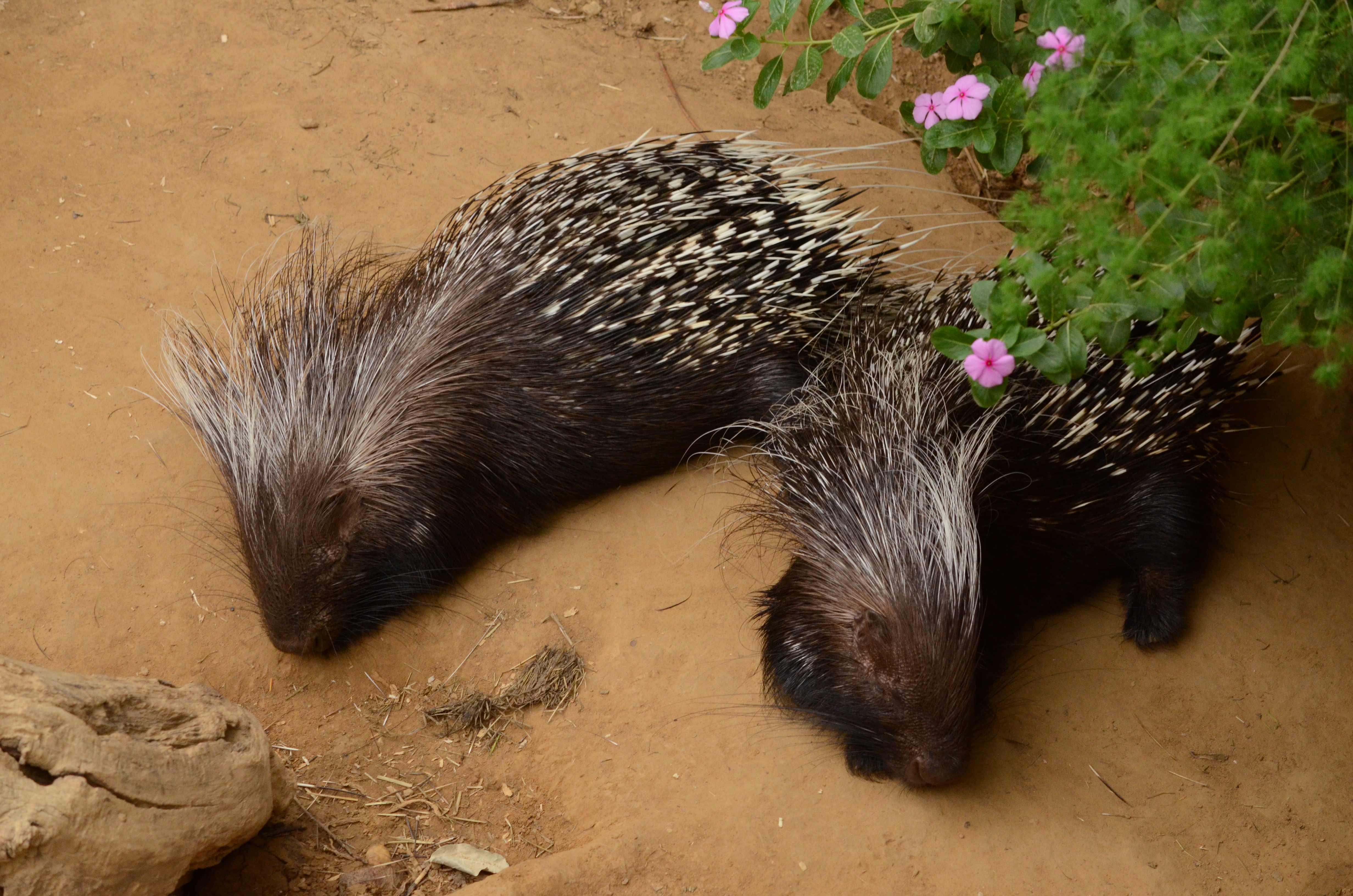 African Porcupine quills