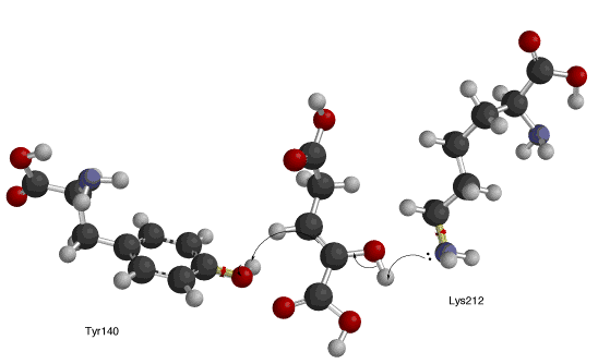 File:Isocitratedehydrogenaselosedb.gif